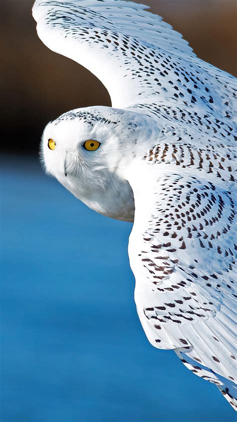 Snowy Owl Flying