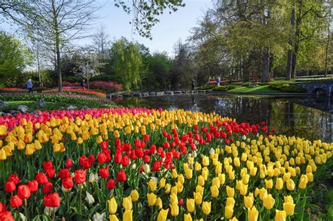 The Highlights of Keukenhof Tulip Gardens 2025 in the Netherlands