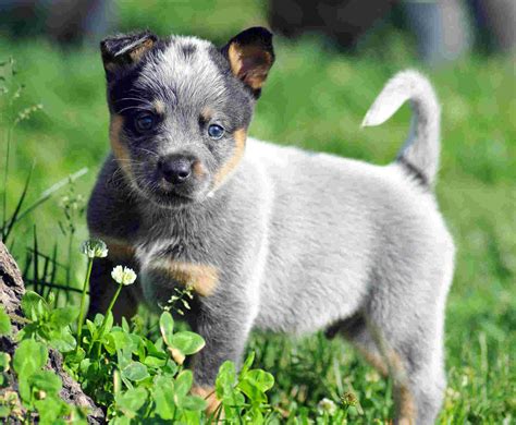 Australian Cattle Dog Puppies