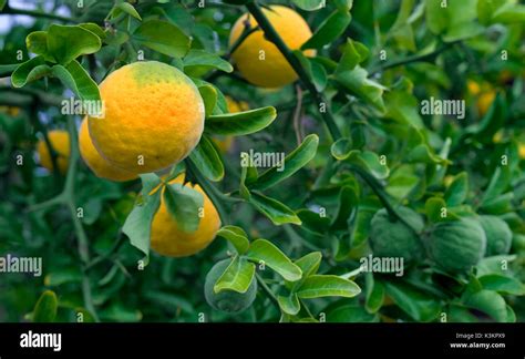 Chinese Bitter Orange. Trifoliate Orange. Citrus Tree. Japanese Bitter ...