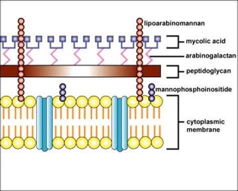 ACID FAST BACTERIAL CELL ENVELOPE