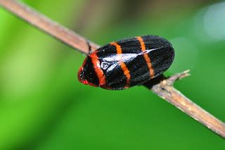 Two-lined spittlebug Prosapia bicincta | Pavel Kirillov | Flickr
