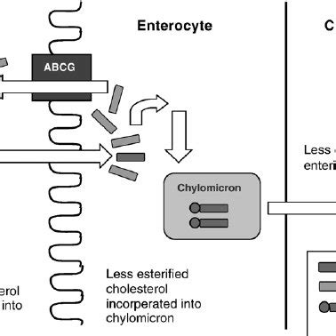 Mechanism of action by which plant sterols decrease cholesterol... | Download Scientific Diagram