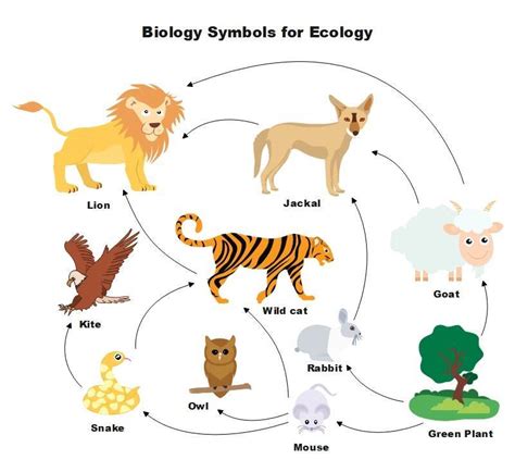 Biology Symbols and Meanings | EdrawMax Online