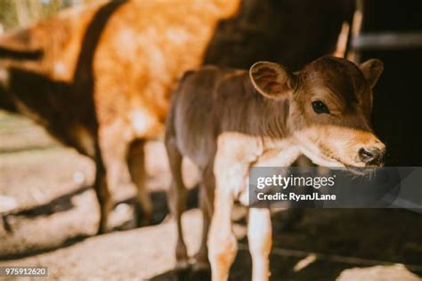 172 Jersey Cow Calf Stock Photos, High-Res Pictures, and Images - Getty Images