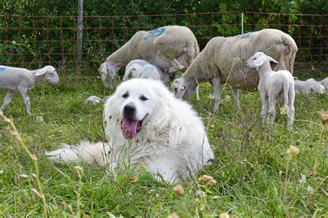 Great Pyrenees: Big dogs are territorial, protective, and nocturnal