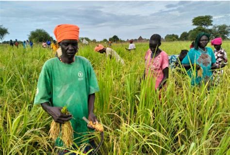 Climate change forces South Sudan farmers to switch staple foods • Global South World