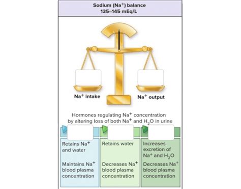 Sodium Balance Quiz