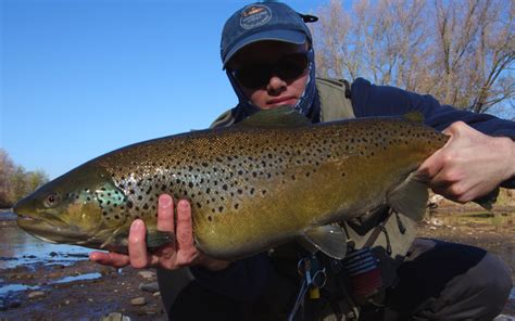 FLY FISHING GREAT LAKES STEELHEAD AND BROWN TROUT 1