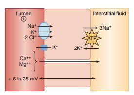 Loop of Henle – Earth's Lab