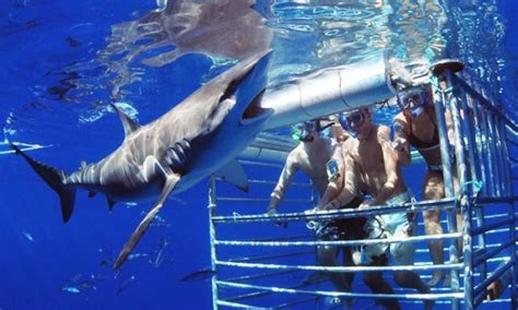 nature and wildlife - Shark Cage Diving: What are the shark populations ...