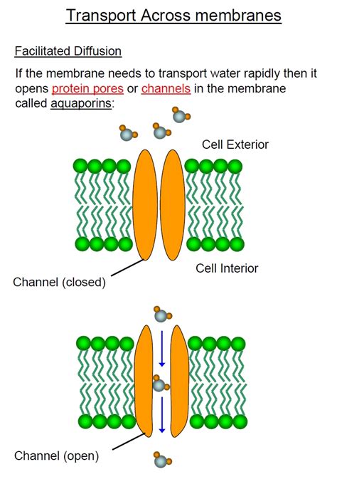 Diffusion Cell Membrane