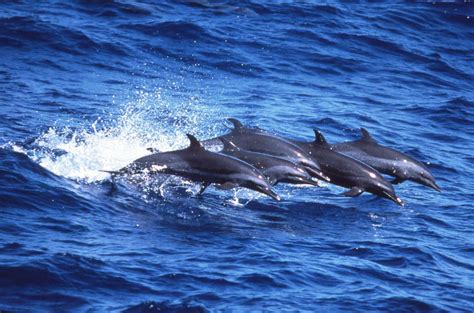 Pan-Tropical Spotted Dolphin photos – A Complete Guide to Whales ...