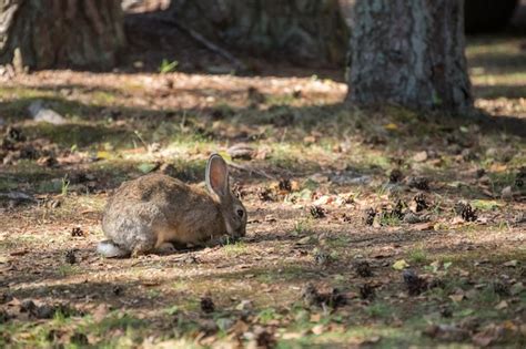 Premium Photo | Fluffy rabbit (hare) in its habitat