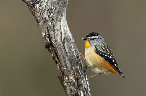 Spotted Pardalote - The Australian Museum