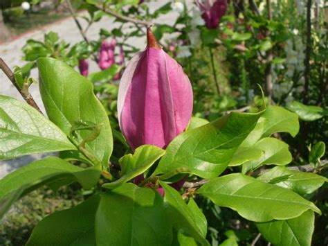 Magnolia liliiflora (Cultivated) – eFlora of India