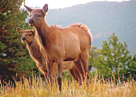 Baby Elk Photograph by Melissa Lynch