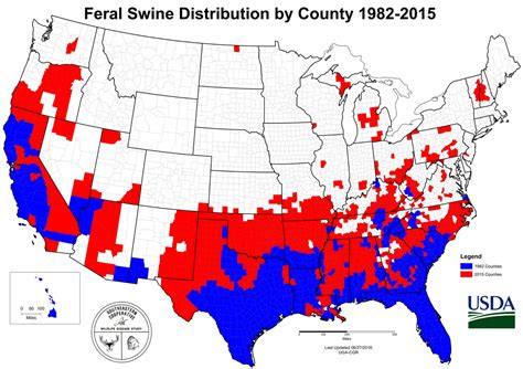 Feral Swine