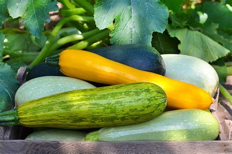 21 of the Best Summer Squash Varieties | Gardener’s Path