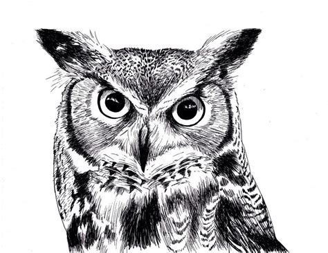 Great Horned Owl Drawing at PaintingValley.com | Explore collection of ...