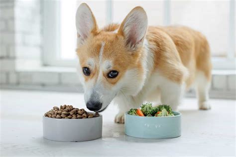 How Much to Feed a Corgi (Feeding Chart & Guide)