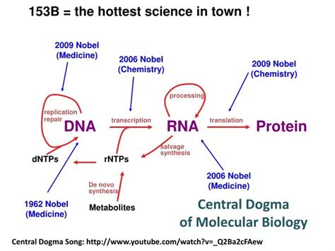 PPT - Central Dogma of Molecular Biology PowerPoint Presentation - ID:2240610