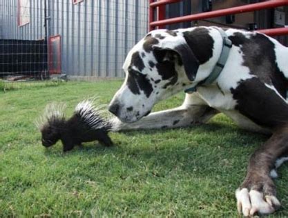 Unlikely Animal Pairs Caught On Camera Bring Big Smiles