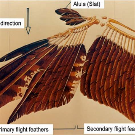 Classification of wing shape: elliptical wings, high-speed wings,... | Download Scientific Diagram