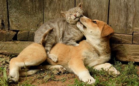 Puppy kissing the cat HD desktop wallpaper : Widescreen : High ...