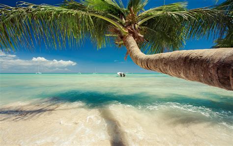 Palm Tree Beach Wallpaper (53+ images)