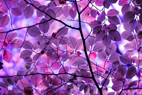 Purple Nature Wallpapers - 4k, HD Purple Nature Backgrounds on WallpaperBat