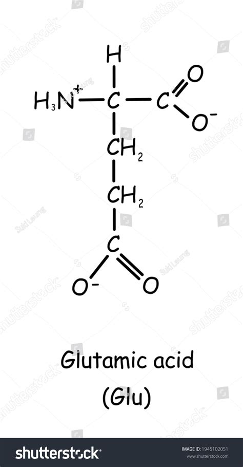 Amino Acid Chemical Structure Glutamic Acid Stock Illustration ...