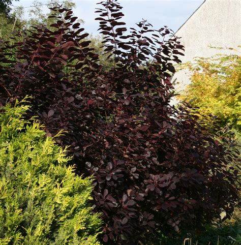 Cotinus coggygria 'Royal Purple' – Ballyrobert Gardens