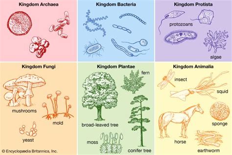 taxonomy: the six-kingdom system of classification - Students ...