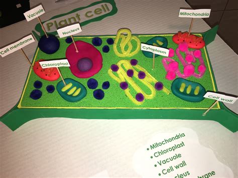 Plant Cell Model Project / Shrinky Dinks Cell Models • Teacher Thrive - Check spelling or type a ...