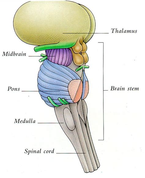 Brain Stem Diagram | Quizlet