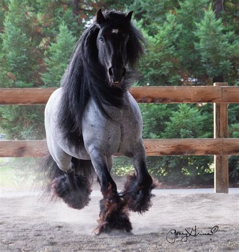 BLUE ROAN GYPSY VANNER STALLION - SD BLACKJACK Wow...have never seen a ...