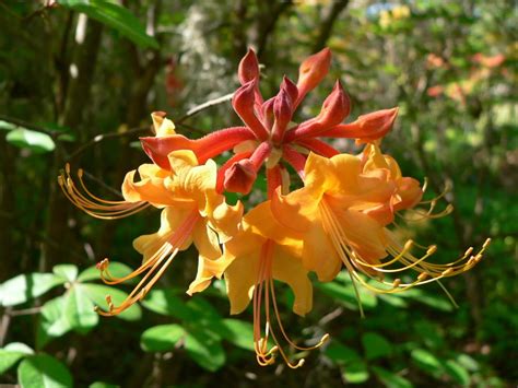 Florida Flame Azalea (Rhododendron austrinum) | Native Azaleas of ...