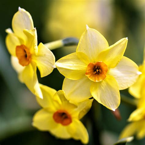 Narcissus Golden Dawn – Easy To Grow Bulbs