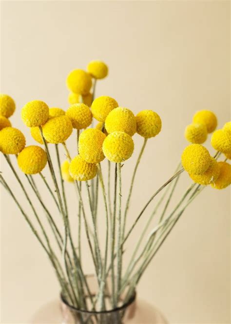 Pack of 25 - Dried Billy Button Craspedia in Yellow | Yellow flower arrangements, Billy buttons ...