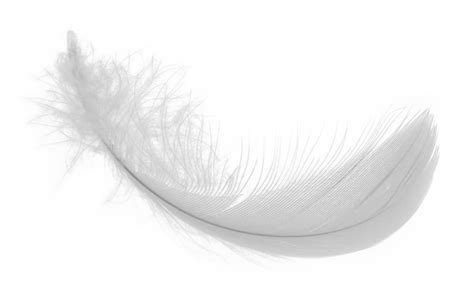 White-Feather-PNG-Download-Image - Steel Bones