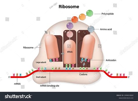 Ribosome Structure Process Translation Rna Directed Stock Vector (Royalty Free) 2094834682 ...