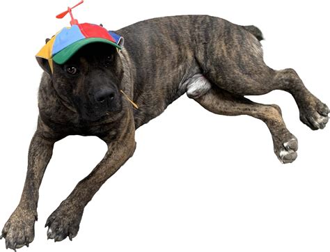 GEANBAYE Dog Hats with Funny Propeller, Size and Rope Double Adjustment Pet Hats for Small ...