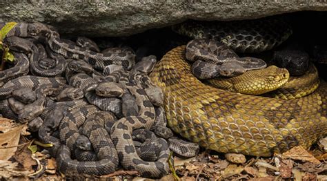 Rattlesnake Babies Born