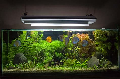 What’s the Ideal Tank Set-up for Cichlids - Live Fish Direct