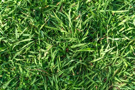 How to Grow and Care for Carpetgrass