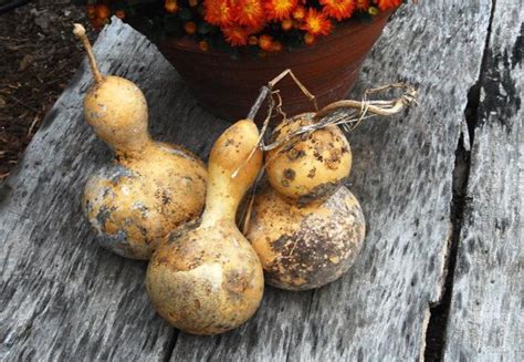 Birdhouse Gourd Seeds, Bottle Gourds, Lagenaria siceraria, Great for Crafts and Birdhouses ...