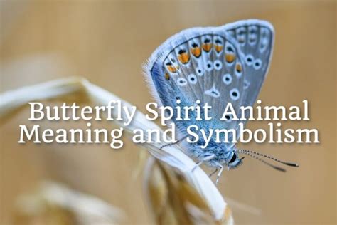 Butterfly Spirit Animal – Meaning and Symbolism - Spirit Animal Mysteries