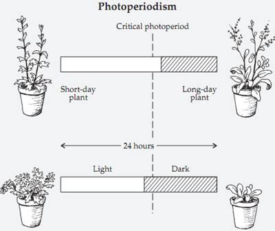 Plant Life: Photoperiodism