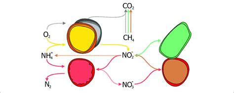 | Interactions between anaerobic methane oxidizers performing N-dAOM... | Download Scientific ...